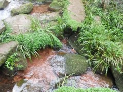 認(rèn)識(shí)中草藥：告訴你民間良藥“石菖蒲”的妙用！