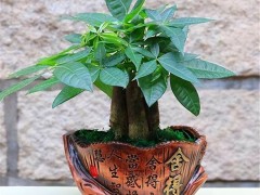 發(fā)財(cái)樹能在客廳養(yǎng)嗎？發(fā)財(cái)樹的養(yǎng)護(hù)方法有哪些呢？