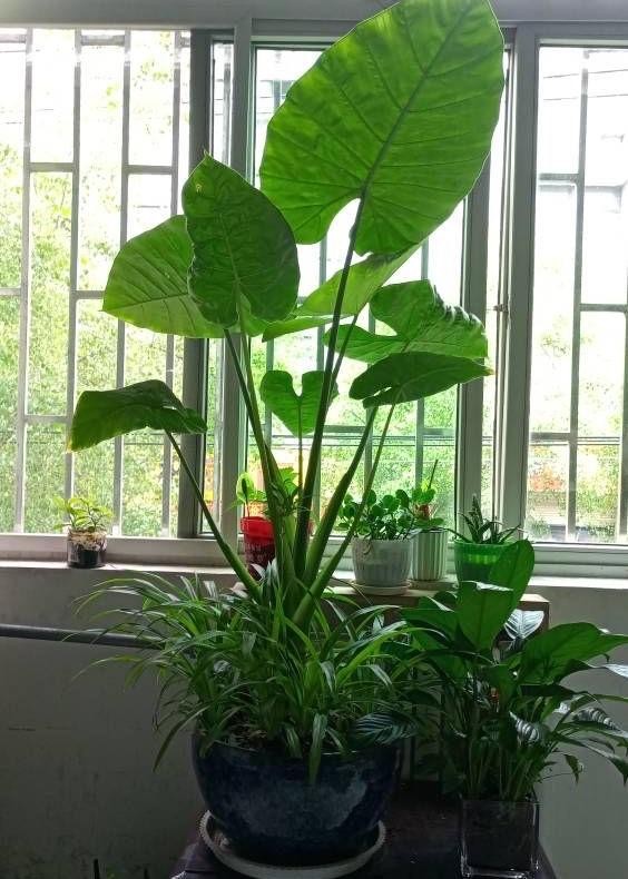 能過(guò)冬的室內(nèi)耐寒綠植_耐寒綠植_北方耐寒綠植