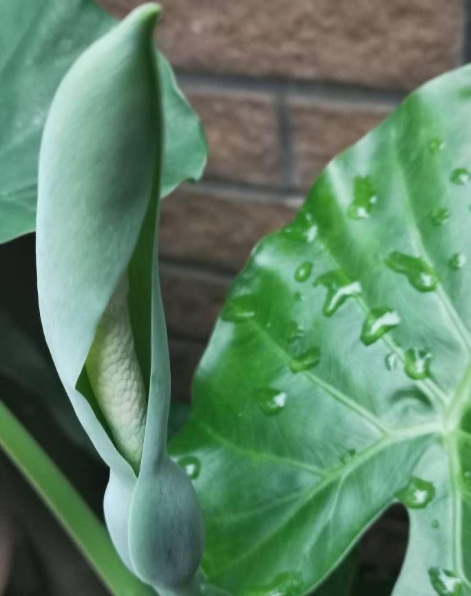 耐寒綠植_北方耐寒綠植_能過(guò)冬的室內(nèi)耐寒綠植