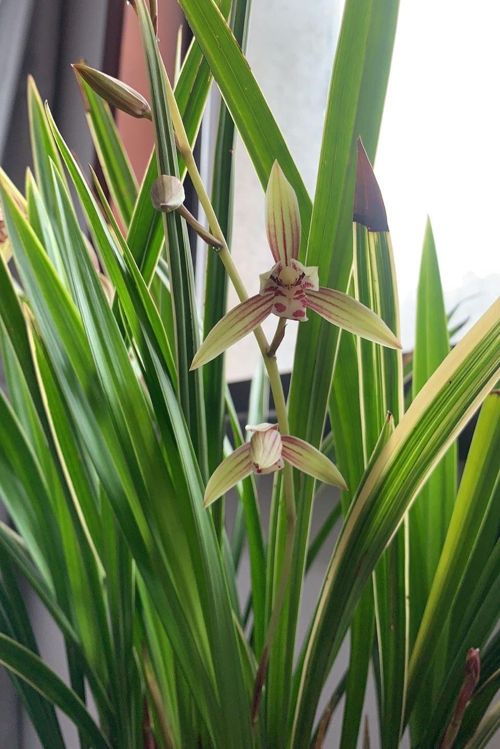 北方耐寒綠植_能過(guò)冬的室內(nèi)耐寒綠植_耐寒綠植