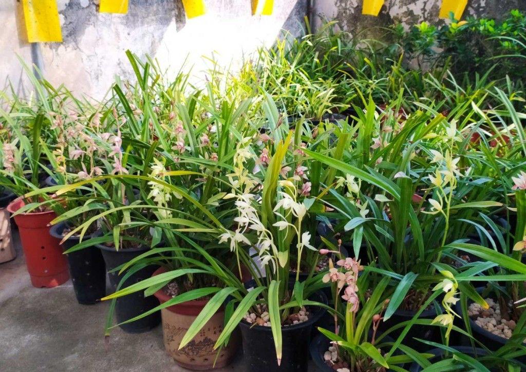 耐寒綠植_能過(guò)冬的室內(nèi)耐寒綠植_北方耐寒綠植