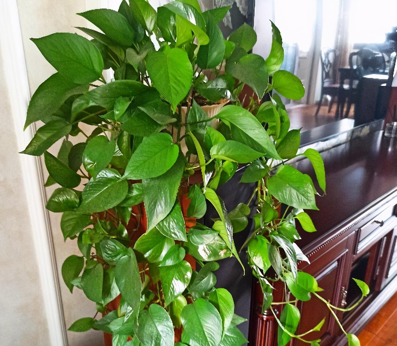 北方耐寒綠植_耐寒綠植_能過(guò)冬的室內(nèi)耐寒綠植