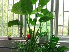 光照不足也能養(yǎng)好的3種花，不怕熱不怕凍很頑強，家中值得養(yǎng)一盆