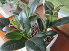 進入冬季后，家里最適合養(yǎng)這5種花卉，天氣越寒冷長得越旺盛！