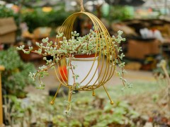 十大皮實(shí)好養(yǎng)多肉，最容易養(yǎng)的多肉排名