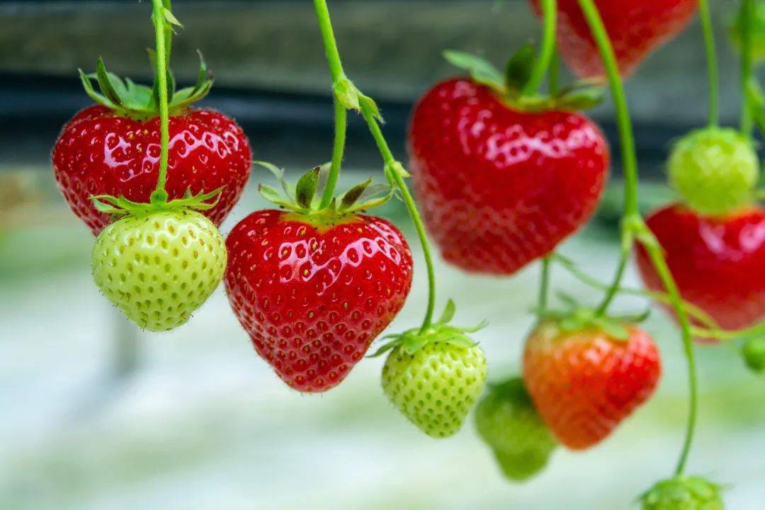 農(nóng)藥排名前十_農(nóng)藥排行榜前十_農(nóng)藥前十強(qiáng)