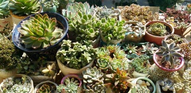 露養(yǎng)多肉和室內(nèi)多肉哪種好_多肉植物露養(yǎng)好還是室內(nèi)養(yǎng)好_多肉露養(yǎng)和室內(nèi)養(yǎng)有啥區(qū)別