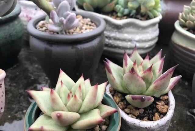 多肉露養(yǎng)和室內(nèi)養(yǎng)有啥區(qū)別_露養(yǎng)多肉和室內(nèi)多肉哪種好_多肉植物露養(yǎng)好還是室內(nèi)養(yǎng)好