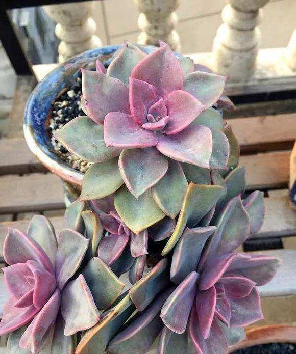 露養(yǎng)多肉和室內(nèi)多肉哪種好_多肉植物露養(yǎng)好還是室內(nèi)養(yǎng)好_多肉露養(yǎng)和室內(nèi)養(yǎng)有啥區(qū)別