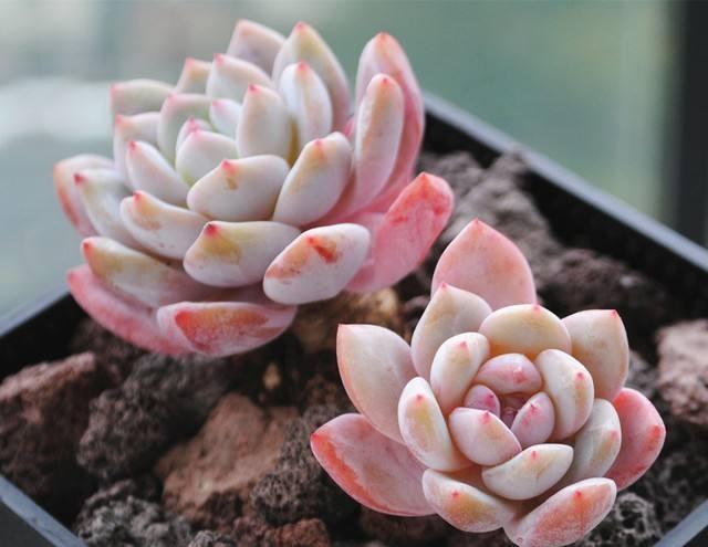 多肉植物露養(yǎng)好還是室內(nèi)養(yǎng)好_多肉露養(yǎng)和室內(nèi)養(yǎng)有啥區(qū)別_露養(yǎng)多肉和室內(nèi)多肉哪種好