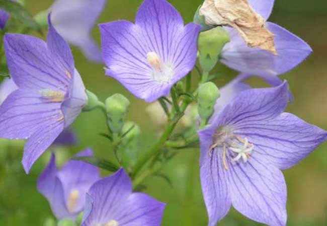 當(dāng)年收的藥材_當(dāng)年種當(dāng)年收的藥材有哪些_當(dāng)年藥材收種有補(bǔ)貼嗎