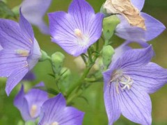 5種現(xiàn)在種植非常賺錢的中藥材？天麻、金銀花等