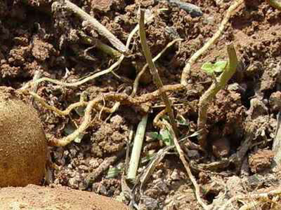 栽培雪蓮種植果技術(shù)要求_雪蓮果的種植技術(shù)和栽培_栽培雪蓮種植果技術(shù)視頻