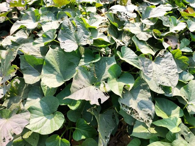 紅薯什么時候種植開始育苗_紅薯種植開始育苗時候要澆水嗎_紅薯種植開始育苗時候澆水嗎