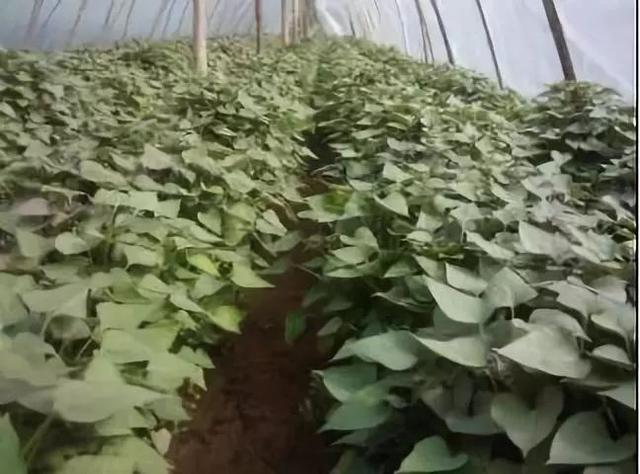 紅薯種植開始育苗時候要澆水嗎_紅薯種植開始育苗時候澆水嗎_紅薯什么時候種植開始育苗