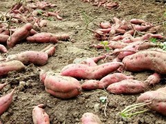 紅薯什么時(shí)間育苗？很多人不知道！這次要記牢