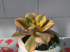 多肉介紹篇，羅列多肉的優(yōu)缺點(diǎn)，看看你喜歡誰？