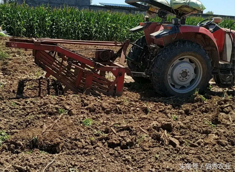 種植白芷需防治哪些病蟲害_種植白芷的技術(shù)要求_白芷種植