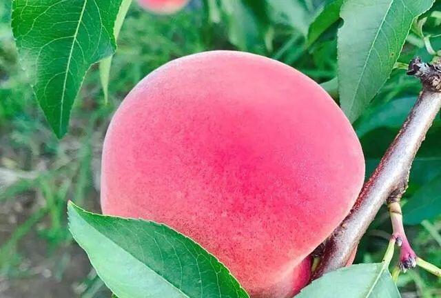 菠蘿蜜的核可以發(fā)芽種植嗎_菠蘿蜜核種的苗可以結(jié)果嗎_菠蘿蜜核可以種出菠蘿蜜嗎