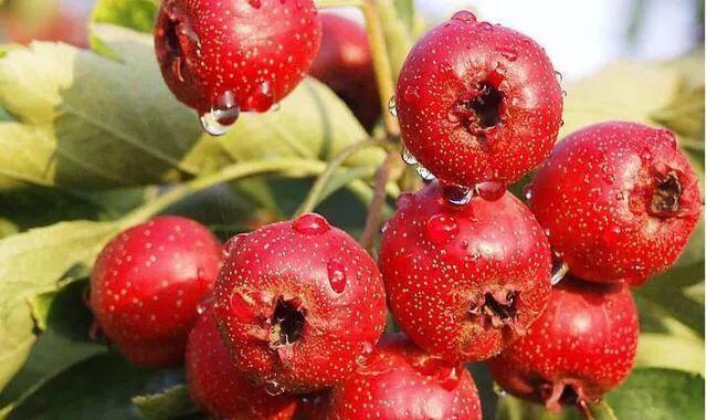 菠蘿蜜的核可以發(fā)芽種植嗎_菠蘿蜜核可以種出菠蘿蜜嗎_菠蘿蜜核種的苗可以結(jié)果嗎