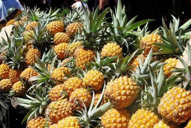 菠蘿蜜的核可以發(fā)芽種植嗎_菠蘿蜜核可以種出菠蘿蜜嗎_菠蘿蜜核種的苗可以結(jié)果嗎