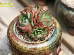 楊金、央金、妖精多肉植物