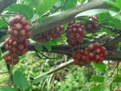 中藥材種植什么品種賺錢？這四種市場價(jià)幾百元一斤！