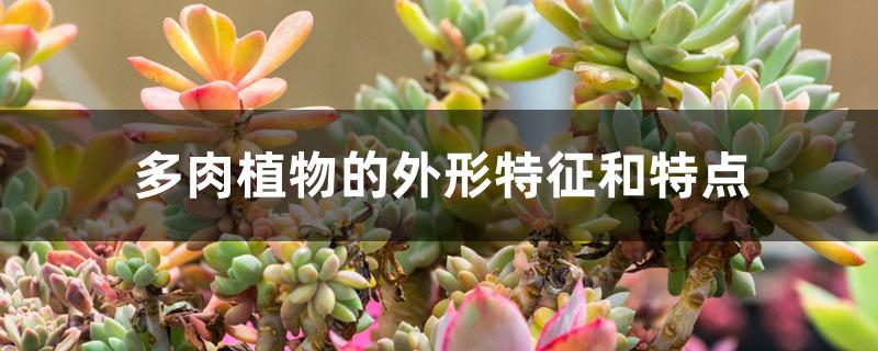 開(kāi)花植物多肉圖片_什么多肉植物不開(kāi)花_開(kāi)花的多肉植物