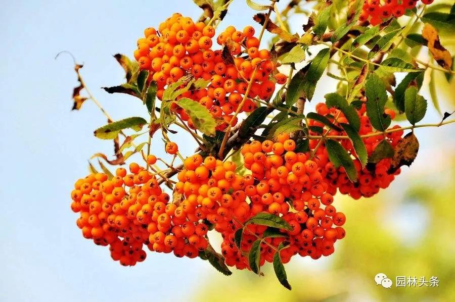 流蘇樹(shù)適合北方種植嗎_北方適宜樹(shù)種_北方種植樹(shù)適合流蘇樹(shù)嗎