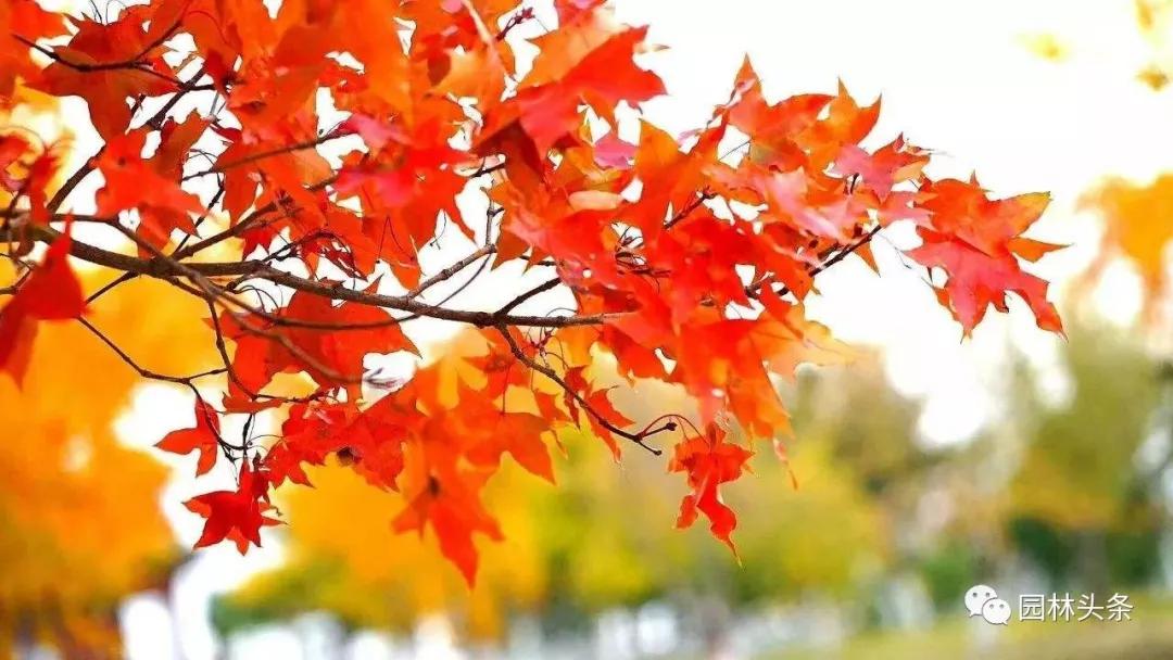 北方種植樹(shù)適合流蘇樹(shù)嗎_流蘇樹(shù)適合北方種植嗎_北方適宜樹(shù)種