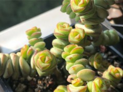 多肉有毒嗎能放室內(nèi)嗎，對身體有害嗎