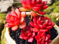 9種爆盆厲害的紅色多肉，給點陽光，保證溫差，火紅喜慶惹人愛