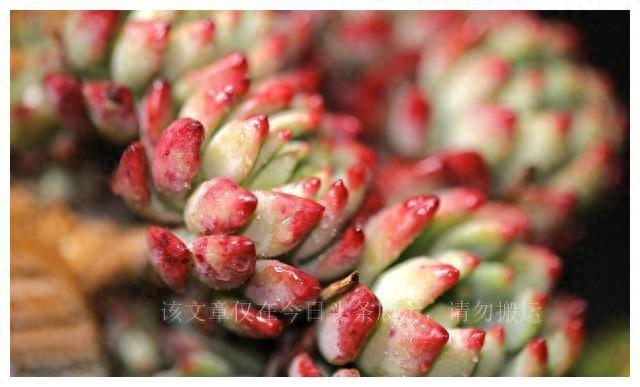 二十種最難養(yǎng)的多肉_難養(yǎng)多肉品種_難養(yǎng)多肉名單