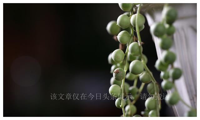 二十種最難養(yǎng)的多肉_難養(yǎng)多肉名單_難養(yǎng)多肉品種