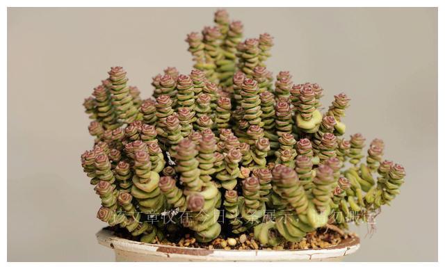 難養(yǎng)多肉品種_二十種最難養(yǎng)的多肉_難養(yǎng)多肉名單