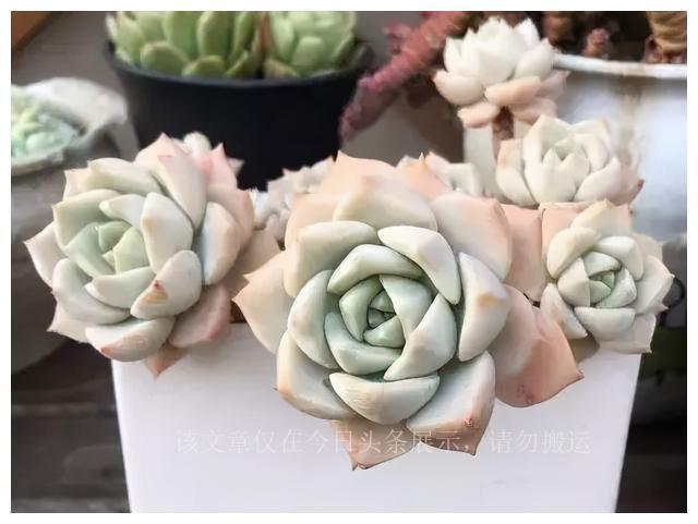 難養(yǎng)多肉名單_二十種最難養(yǎng)的多肉_難養(yǎng)多肉品種