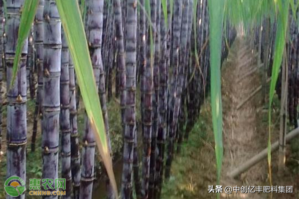 甘蔗種植全過程_甘蔗種植過程圖解步驟_甘蔗種植過程的問題有哪些