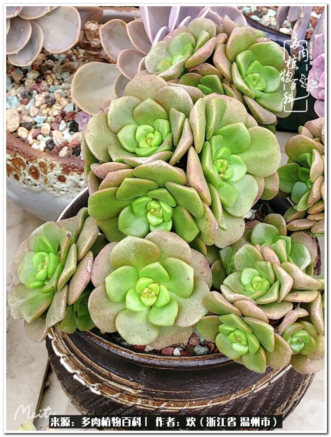 馬庫斯多肉耐寒多少度_馬庫斯多肉圖片老樁_馬庫斯多肉