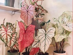 7種“洋氣花”，客廳沒陽光，四季開花旺，貴氣又漂亮