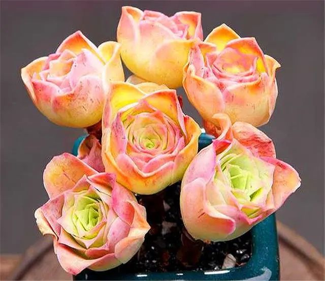 山地玫瑰多肉好養(yǎng)嗎_山地玫瑰多肉_山地玫瑰多肉適宜溫度