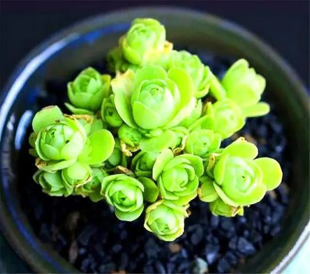 山地玫瑰多肉好養(yǎng)嗎_山地玫瑰多肉_山地玫瑰多肉適宜溫度