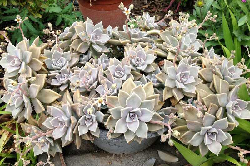 養(yǎng)多肉好處_養(yǎng)多肉好還是養(yǎng)花好_好養(yǎng)的多肉