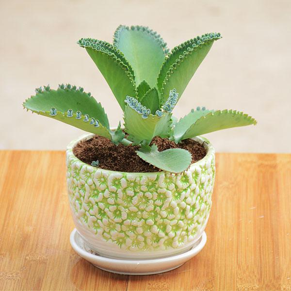 養(yǎng)多肉好處_好養(yǎng)的多肉_養(yǎng)多肉好還是養(yǎng)花好