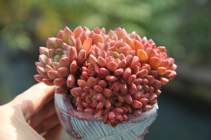 養(yǎng)多肉好還是養(yǎng)花好_養(yǎng)多肉好處_好養(yǎng)的多肉