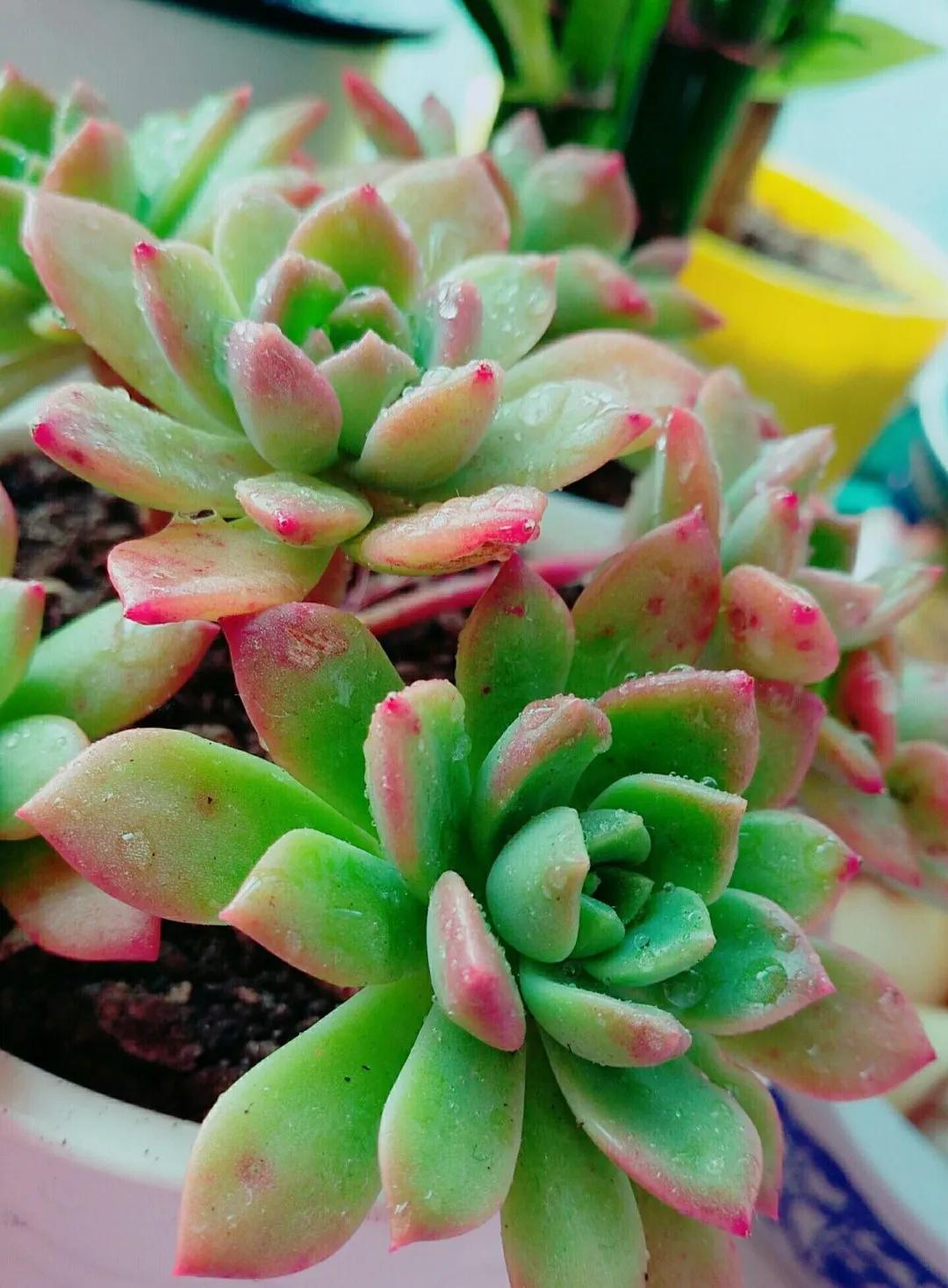 蓮養(yǎng)紅心多肉怎么養(yǎng)_紅心蓮多肉怎么養(yǎng)_多肉紅心蓮寓意