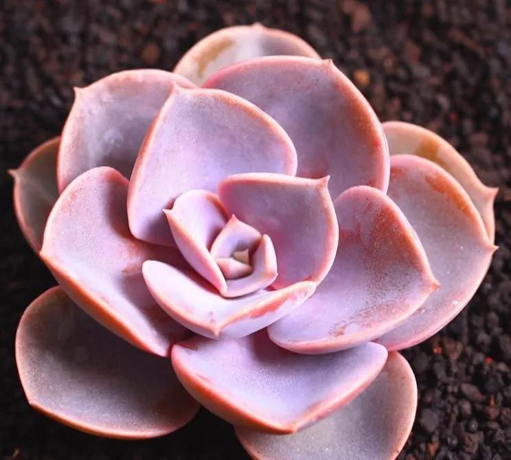 多肉紅心蓮寓意_紅心蓮多肉怎么養(yǎng)_蓮養(yǎng)紅心多肉怎么養(yǎng)