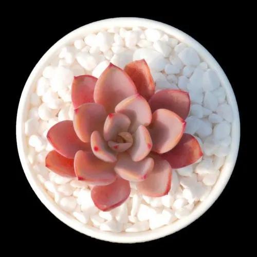 蓮養(yǎng)紅心多肉怎么養(yǎng)_紅心蓮多肉怎么養(yǎng)_多肉紅心蓮寓意