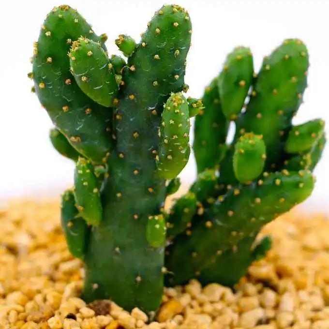 多肉紅心蓮寓意_蓮養(yǎng)紅心多肉怎么養(yǎng)_紅心蓮多肉怎么養(yǎng)