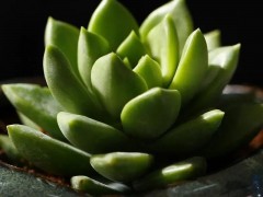 五月多肉黃金季！翻盆、換土正當(dāng)時！